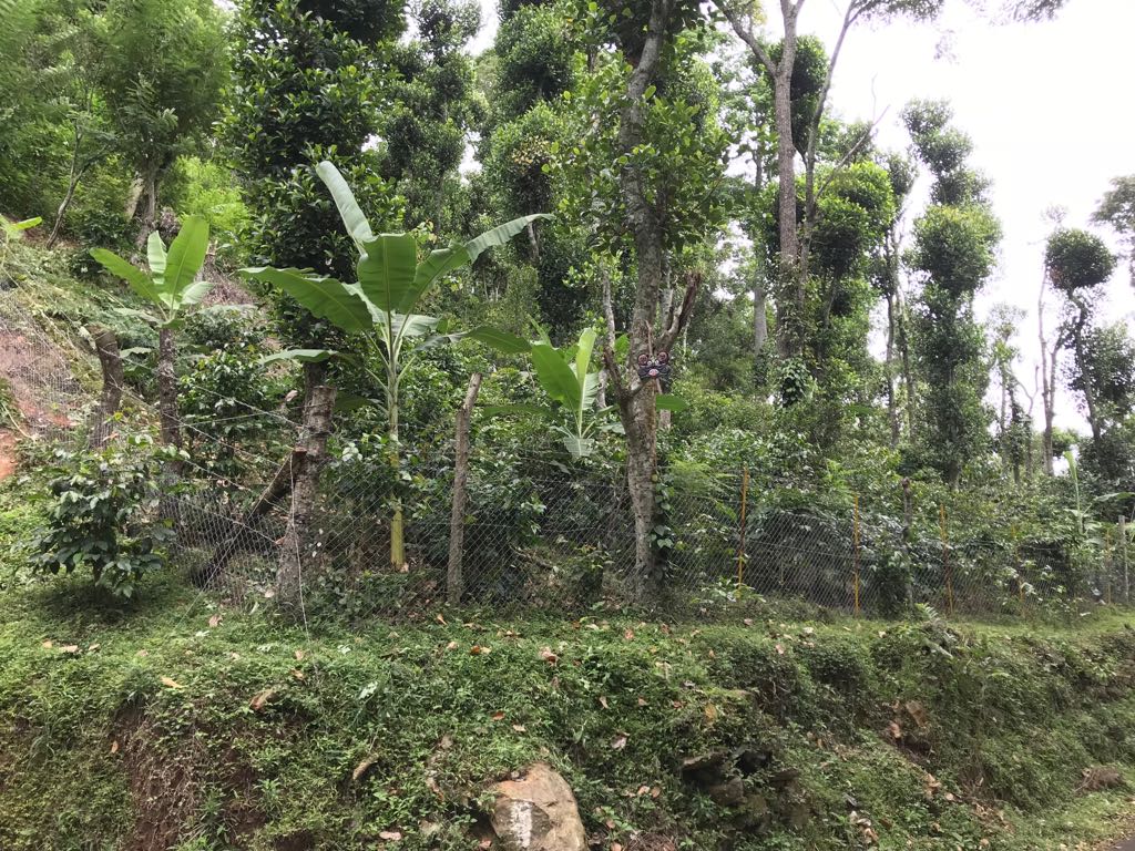 Pillar Coffee Estates